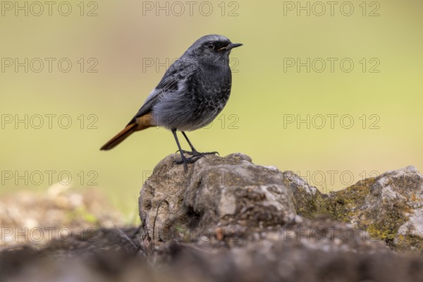 Redstart (Phoenicurus ochruros), on stone, Andalusia, Spain, Europe