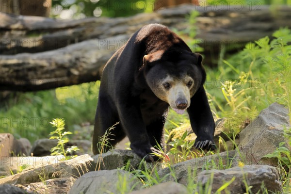 Malayan bear (Helarctos malayanus), adult, foraging, alert, Southeast Asia