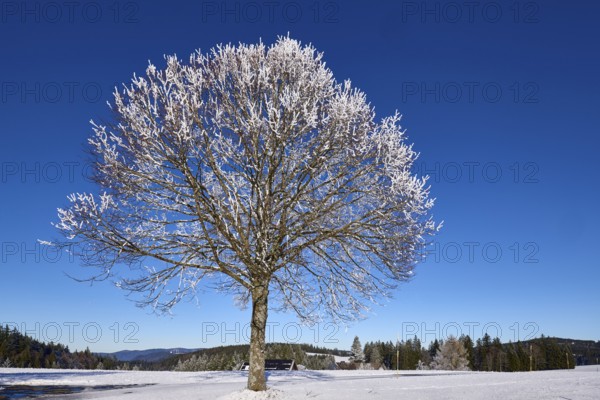 Freestanding snow-covered tree against a deep blue cloudless sky, hilly winter landscape,