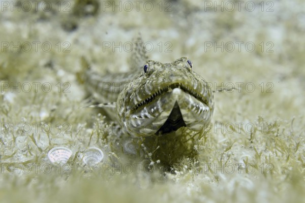 A fish with camouflage pattern, diamond lizardfish (Synodus synodus), lying on seagrass on the
