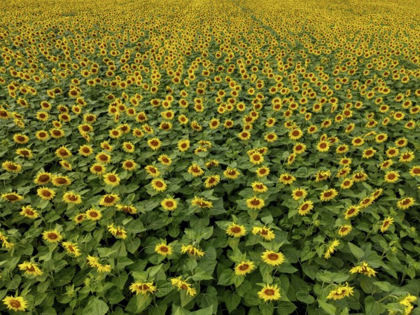 Sunflower field near Holzhausen, town of Rheinau, aerial view, Ortenau district, Baden-Württemberg,