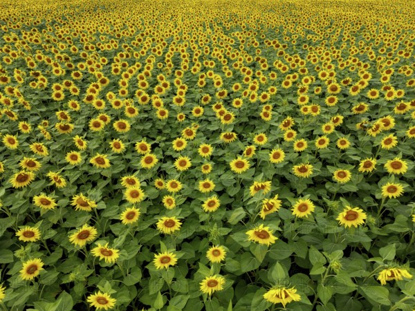 Sunflower field near Holzhausen, town of Rheinau, aerial view, Ortenau district, Baden-Württemberg,