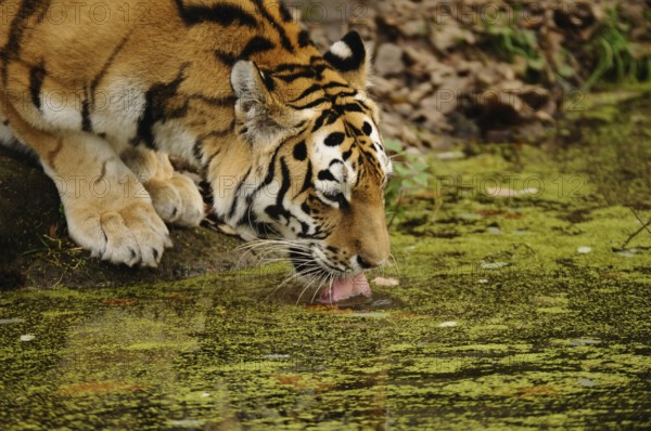 Tiger carefully drinking water from a pond in the forest, Siberian tiger (Panthera tigris altaica),