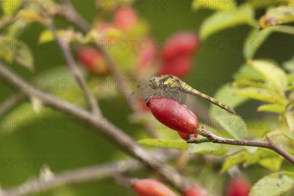 Common darter dragonfly (Sympetrum striolatum) adult female insect on a rosehip fruit in the