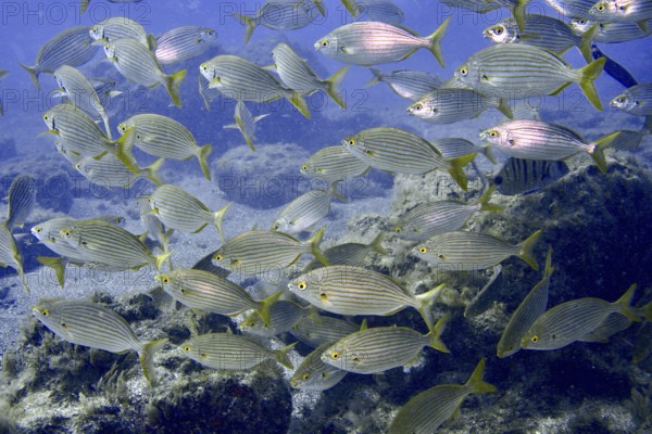 A dense shoal of goldfish (Sarpa salpa) moves through the current over rocks, dive site Montana