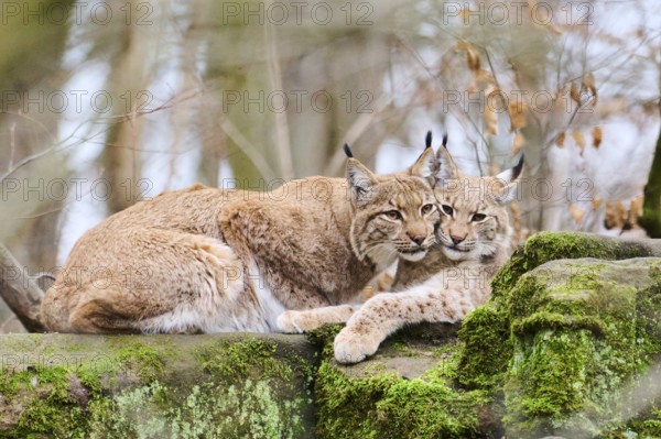 Eurasian lynx (Lynx lynx) mother with her youngster lying on a rock, Bavaria, Germany, Europe