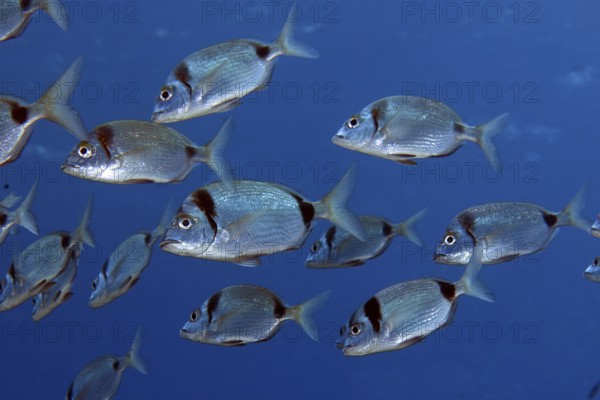 Underwater photo of Small shoal of two-banded seabream (Diplodus vulgaris) Seabream, food fish,