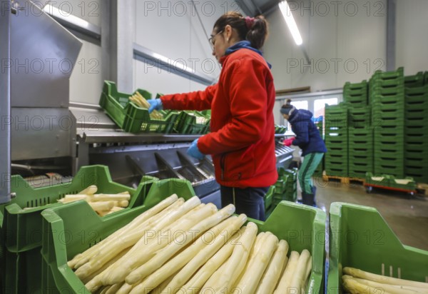 Wesel, North Rhine-Westphalia, Germany, harvest workers from Eastern Europe wash and sort the