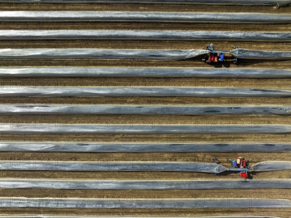 Wesel, North Rhine-Westphalia, Germany, Harvest workers from Eastern Europe harvest the first