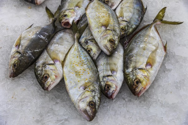 Fish on display at the fish market in Mutrah, Muscat, Arabian Peninsula, Sultanate of Oman
