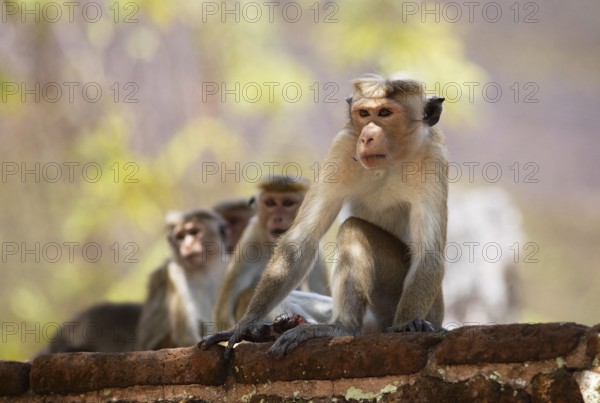 Ceylon hat monkeys (Macaca sinica) in the ruined city of Polonnaruwa, Central Province, Sri Lanka,