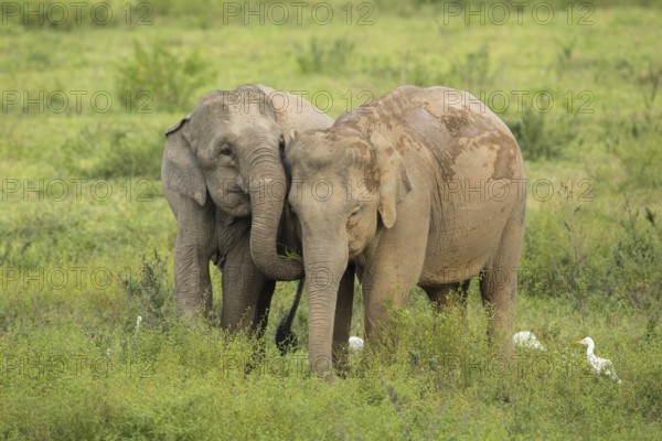 Indian elephants (Elephas maximus indicus), Khiri Khan, Hua Hin, Kui Buri National Park, Thailand,