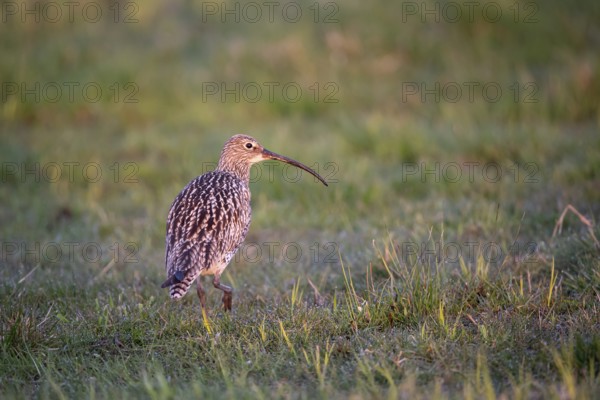 Eurasian curlew (Numenius arquata), Ochsenmoor, Dümmer, Lemförde, Lower Saxony, Germany, Europe