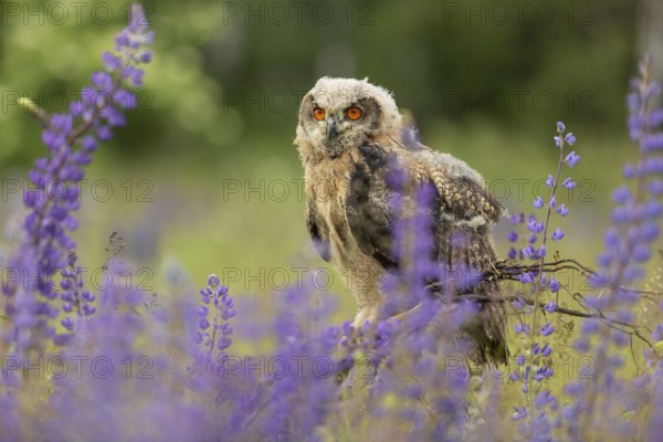 One young Eurasian Eagle Owl, Bubo bubo, sitting on a twig between lupines growing on a meadow