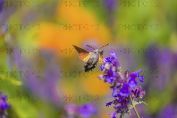 A hummingbird hawk-moth (Macroglossum stellatarum) hovering to drink from a blossom