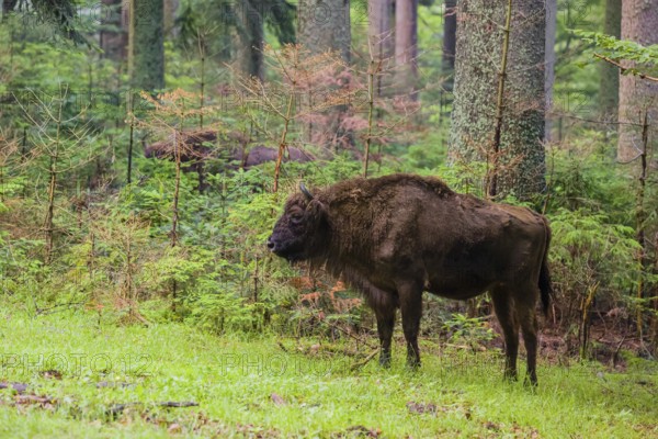 An adult female European bison (Bison bonasus) stands in a clearing in a dense forest