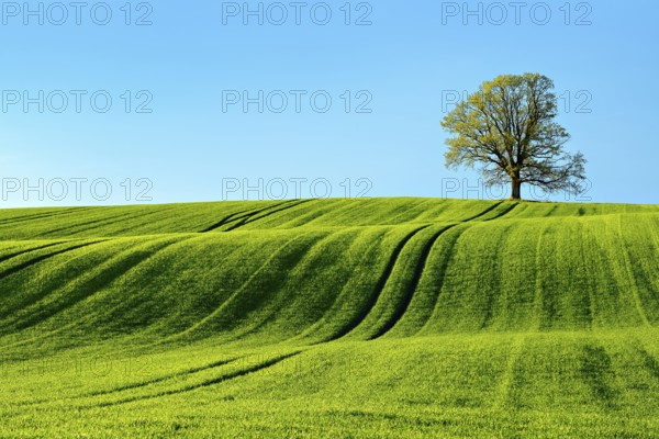 Solitary oak tree in the evening light, green field with rolling hills in spring, near Triptis,