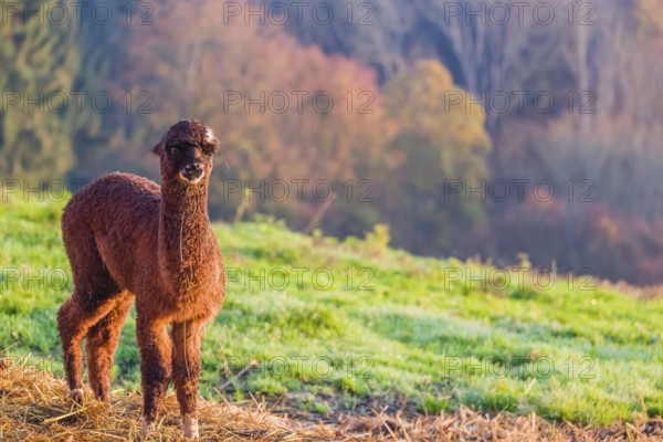 A young brown Alpaca (Vicugna pacos) stands on a green meadow