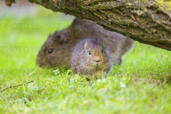 A young and an adult Brazilian guinea pig (Cavia aperea) graze on a green meadow