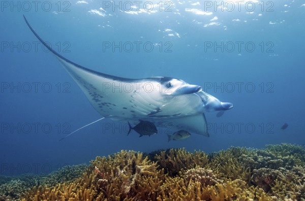 Underwater photo of reef manta (Manta alfredi) Manta, devil ray, winged ray, plankton eater,