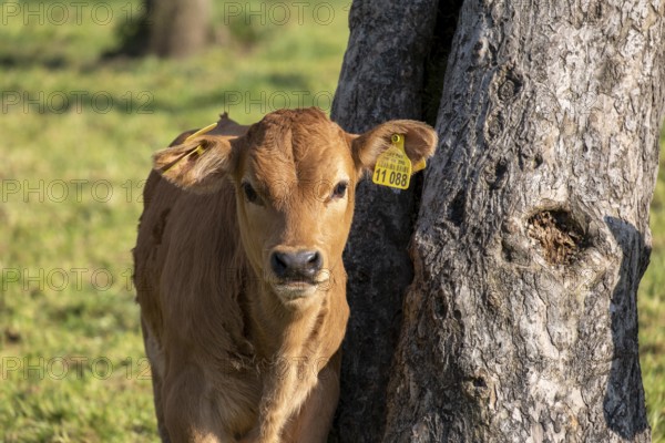 Murnau Werdenfelser cattle, calf, cow, cows in a meadow, Bad Heilbrunn, Upper Bavaria, Bavaria,
