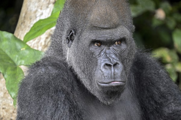 Western lowland gorilla (Gorilla gorilla gorilla), portrait, Réserve Lésio-Louna nature reserve,