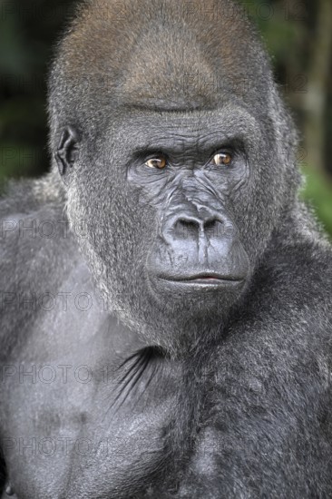 Western lowland gorilla (Gorilla gorilla gorilla), portrait, Réserve Lésio-Louna nature reserve,