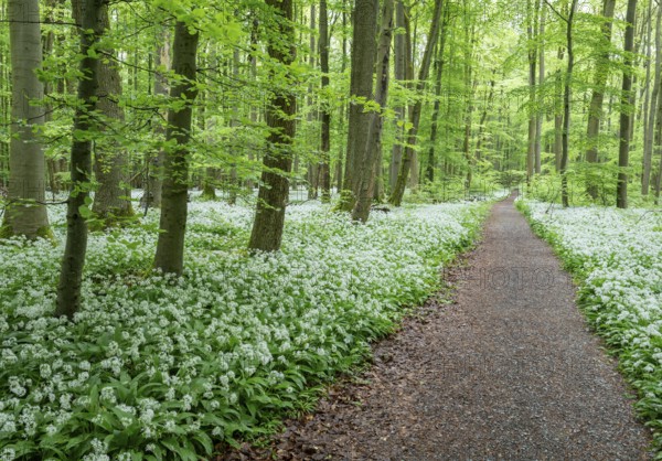 Path through a near-natural deciduous forest, copper beech forest (Fagus sylvatica) with flowering
