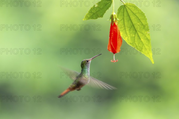 Brown-tailed Amazon (Amazilia tzacatl), Hummingbird (Trochilidae), Swiftbirds (Apodiformes), Laguna