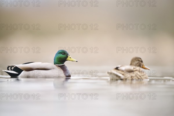 Wild duck (Anas platyrhynchos) couple swimming on a lake, Bavaria, Germany, Europe