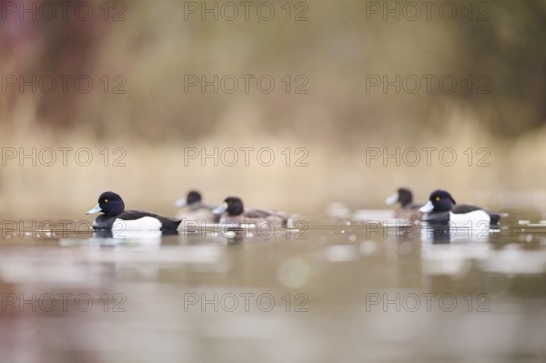 Tufted pochard (Aythya fuligula) male and female swimming in a lake, Bavaria, Germany, Europe