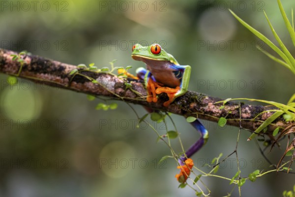 Red-eyed tree frog (Agalychnis callidryas), frogs (Rana), Alajuela, Costa Rica, Central America
