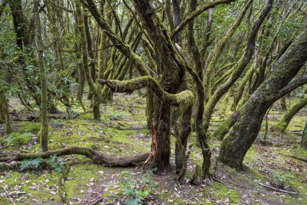 Cloud forest, laurel forest, Garajonay National Park, UNESCO World Heritage Site, La Gomera, Canary