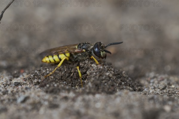 Beewolf digging (Philanthus triangulum) Lower Saxony, Germany, Europe
