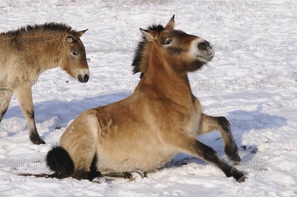 Przewalski's horse standing up in the snow, showing energy and movement, Przewalski's horse (Equus
