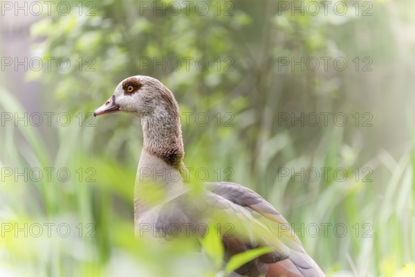 Nile Goose (Alopochen aegyptiaca) adult, standing among green reeds, profile view, background and