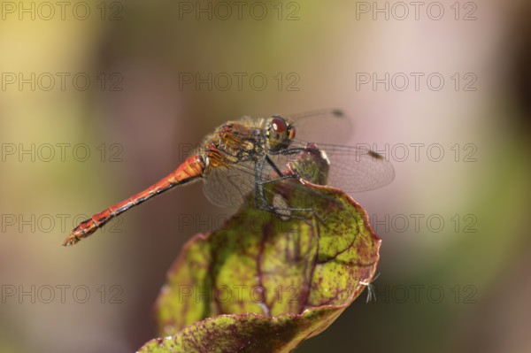 Ruddy darter dragonfly (Sympetrum sanguineum) adult male insect resting on a Beetroot leaf in a
