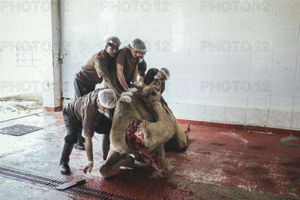 Camel slaughter (halal), Salalah slaughterhouse, Dhofar, Oman, Asia