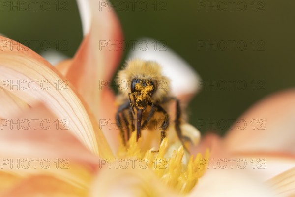 Common carder bee (Bombus pascuorum) adult insect feeding on a Dahlia flower in an urban garden in