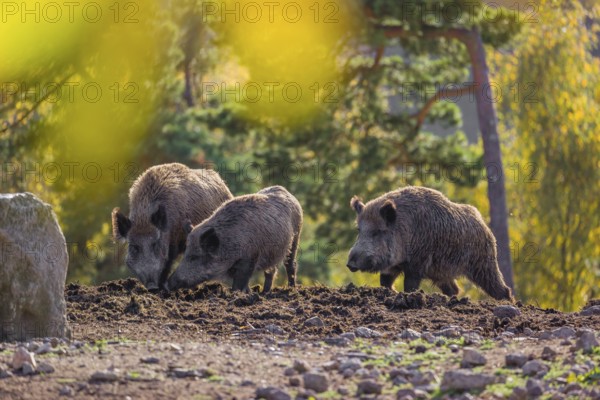 Group of wild boar or wild pig (Sus scrofa) standing on an opening. Early morning light and framed
