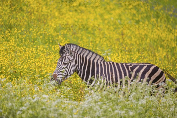 Chapman's zebra (Equus quagga chapmani) grazing on a yellow flowering meadow