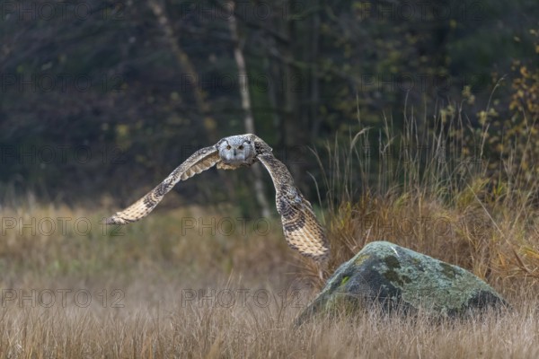 One Siberian Eagle Owl (Bubo bubo sibiricus) flying over tall reed grass lakeshore on an autumnal