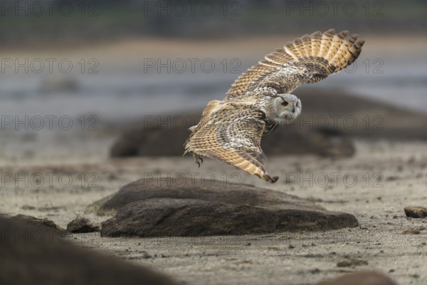 One Siberian Eagle Owl (Bubo bubo sibiricus) flying over a dry lakeshore on an autumnal misty cold