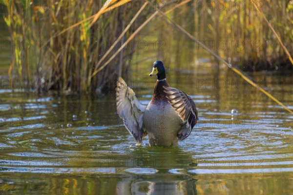 A male mallard or wild duck (Anas platyrhynchos) bathes in a pond, flapping its wings