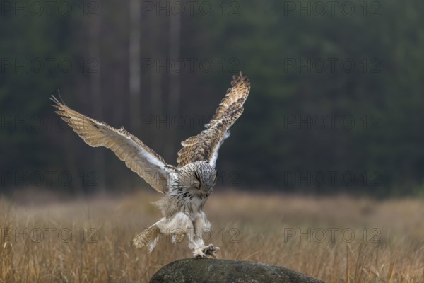 One Siberian Eagle Owl (Bubo bubo sibiricus) landing on a rock between tall reed grass lakeshore on