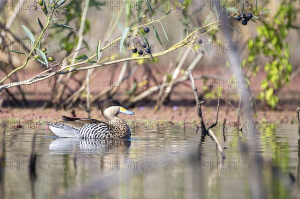 Silver duck (Spatula versicolor) in the nature reserve Reserva Ecologica Costanera Sur, Buenos