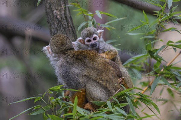 One female Central American squirrel monkey, Saimiri oerstedii, carrying her baby. Green vegetation
