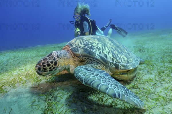 Underwater photo of diver looking at large specimen of green turtle (Chelonia mydas) Green turtle
