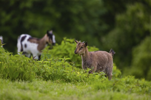 Two African Pygmy goats Capra aegagrus hircus) stand in stinging nettles