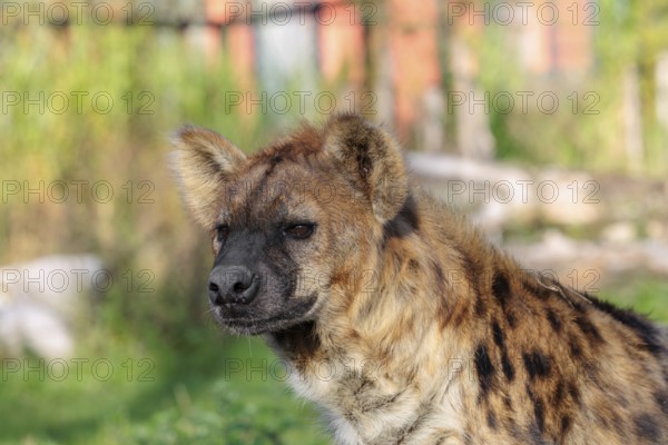 Portrait of a Spotted Hyena (Crocuta crocuta), or Laughing Hyena in beautiful light